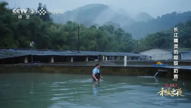 宜宾：又出圈了！长江精灵与超级“奶爸”引关注