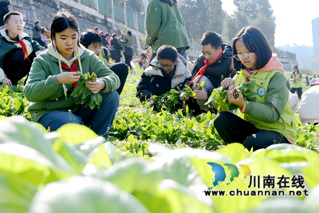 叙永县龙凤镇中心小学校:劳动实践出成果,校园蔬果买卖忙(图1) 采摘蔬菜.jpg