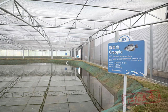 鱼种上新!美国银斑鱼落户江阳(图1) 1.jpg