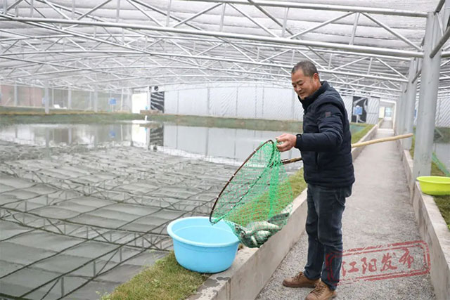 鱼种上新!美国银斑鱼落户江阳(图2) 2.jpg