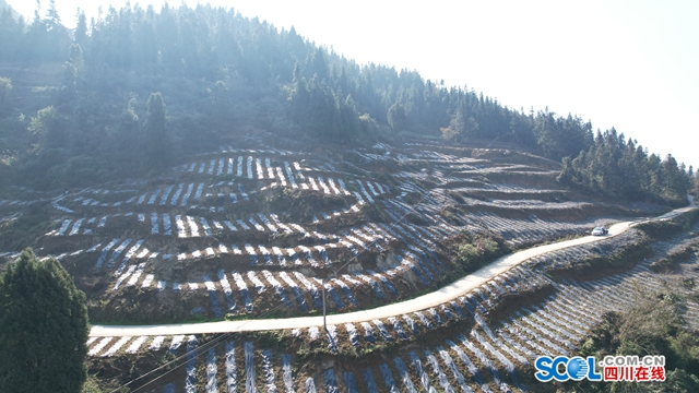 抢农时种桑树 古蔺县皇华镇探索新“丝”路(图2) 2.jpg