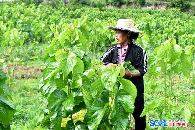 抢农时种桑树 古蔺县皇华镇探索新“丝”路(图3) 3.jpg