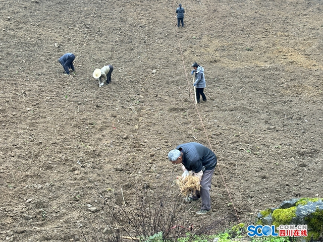 抢农时种桑树 古蔺县皇华镇探索新“丝”路(图1) 1.jpg