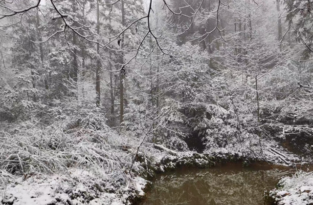 泸州,瑞雪兆丰年(图5) 5.jpg