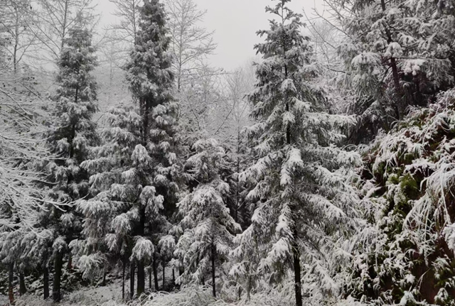 泸州,瑞雪兆丰年(图8) 8.jpg