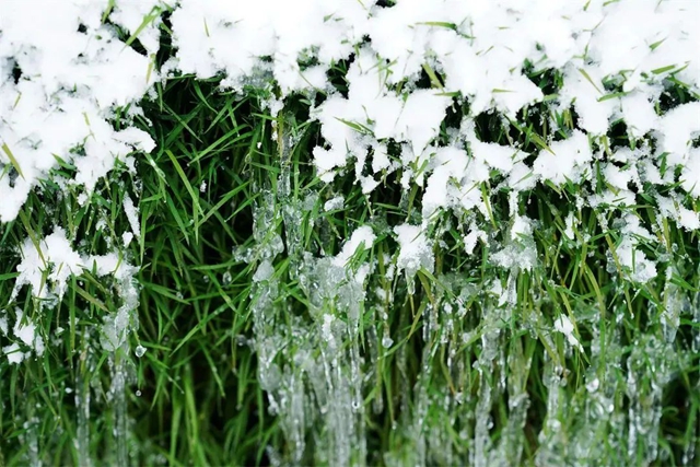 泸州,瑞雪兆丰年(图10) 10.jpg