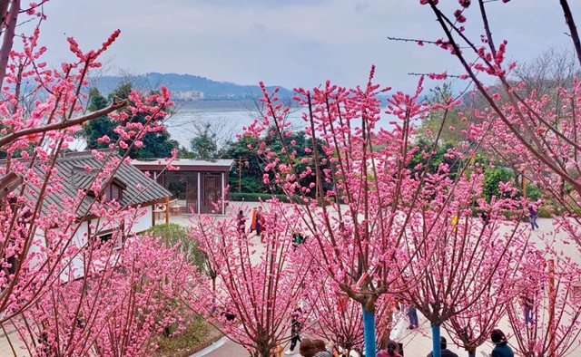 红梅开啦!泸州公交带您打卡拍照赏花去(图3) 3.jpg