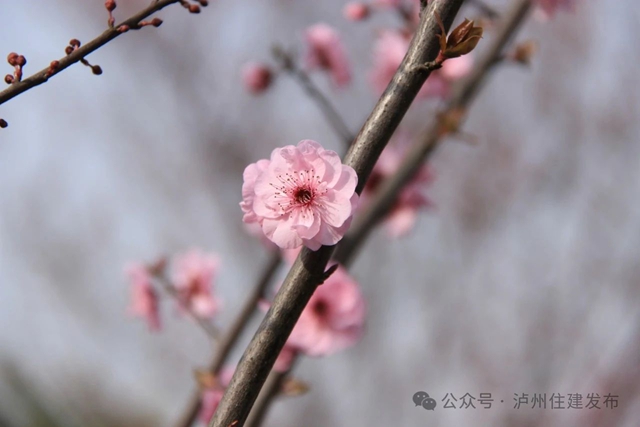 泸州这个公园花开正当时,等你来打卡!(图1) 1.jpg