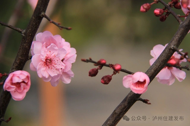 泸州这个公园花开正当时,等你来打卡!(图3) 3.jpg