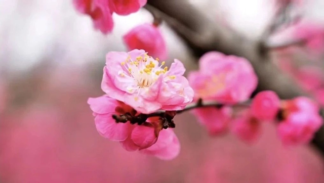 泸州这个公园花开正当时,等你来打卡!(图5) 5.jpg