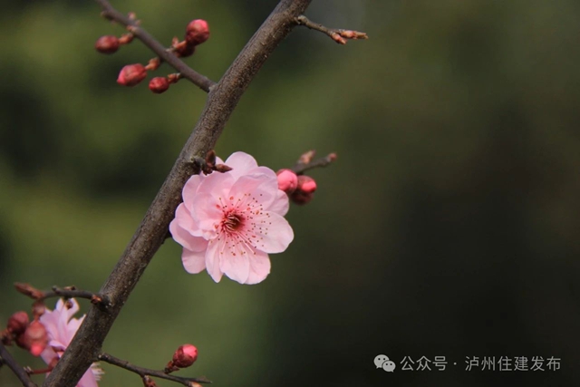 泸州这个公园花开正当时,等你来打卡!(图7) 7.jpg