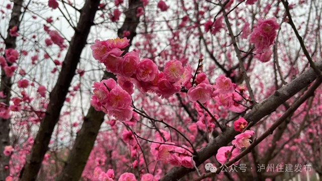 泸州这个公园花开正当时,等你来打卡!(图9) 9.jpg