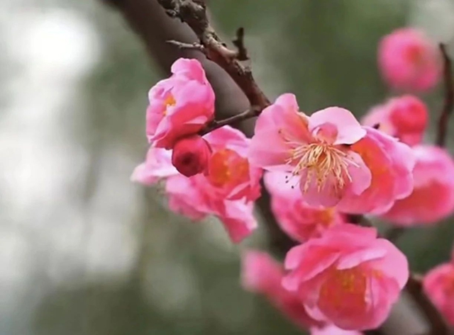 泸州这个公园花开正当时,等你来打卡!(图10) 10.jpg