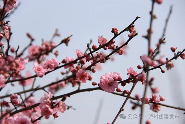 泸州这个公园花开正当时,等你来打卡!(图12) 12.jpg