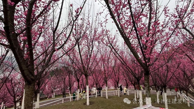 泸州这个公园花开正当时,等你来打卡!(图13) 13.jpg