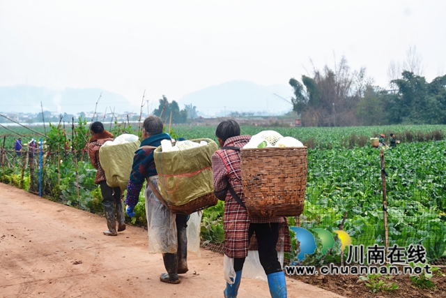 家门口就业,泸县佳乡劳务专业合作社来帮忙(图2) 60c948e7320a4893f278ee916020c6a.jpg