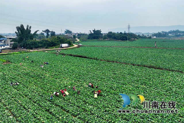 家门口就业,泸县佳乡劳务专业合作社来帮忙(图1) 5d6ebb871141898ba8bc2bff9e1eaa7.jpg