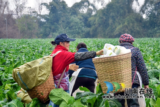 家门口就业,泸县佳乡劳务专业合作社来帮忙(图4) f693578565d9a1c7d6c0817eecff3dc.jpg