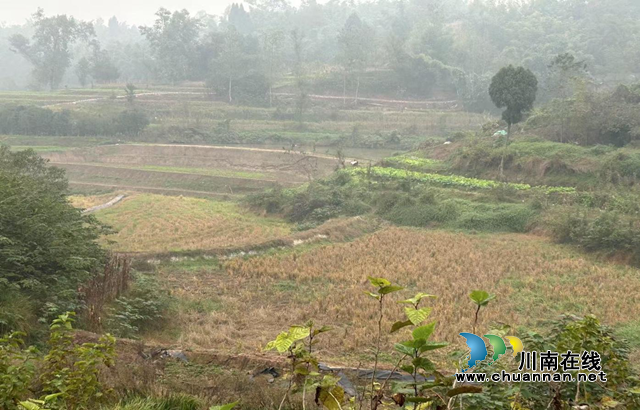 宜宾南溪区长兴镇:监督执纪,护航“希望的田野”(图1) 长兴1.png