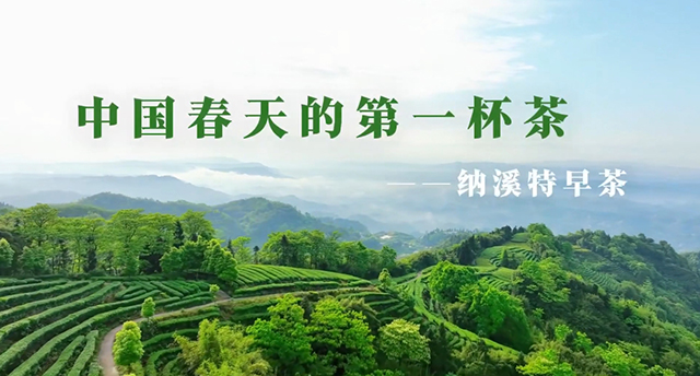 中国春天的第一杯茶——纳溪特早茶