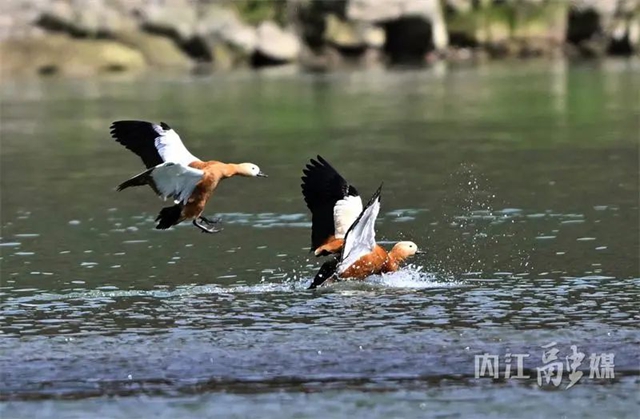 欢迎!上千位“贵客”返内(图6) 6.jpg