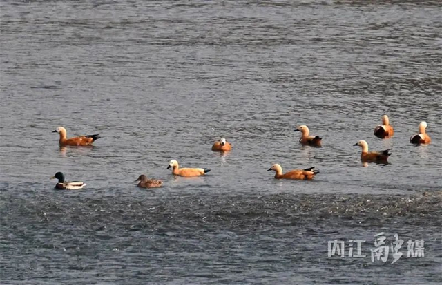 欢迎!上千位“贵客”返内(图7) 7.jpg