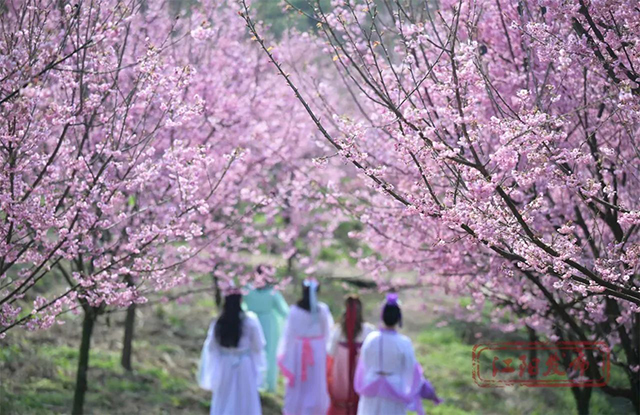 来江阳,赏花!(图2) 2.jpg