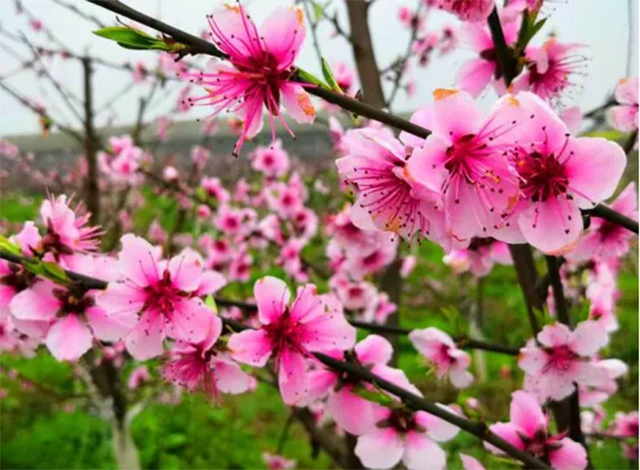 来江阳,赏花!(图11) 11.jpg