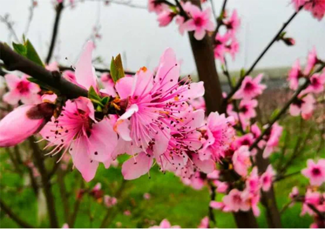 来江阳,赏花!(图14) 14.jpg