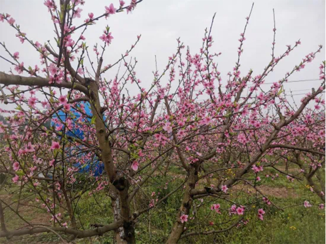 来江阳,赏花!(图13) 13.jpg