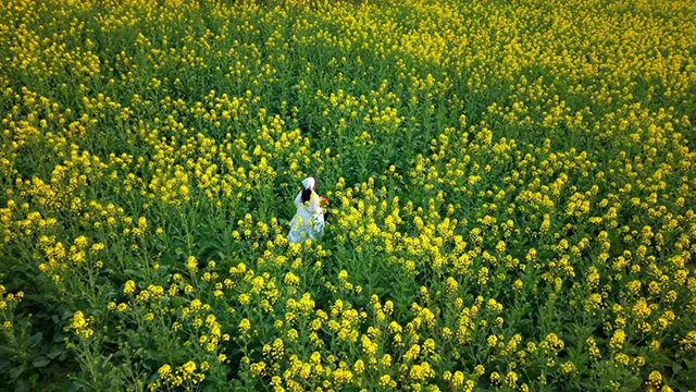 来江阳,赏花!(图15) 15.jpg