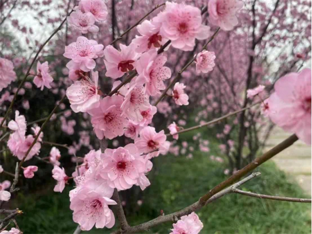 来江阳,赏花!(图9) 9.jpg