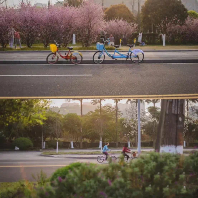 来江阳,赏花!(图10) 10.jpg