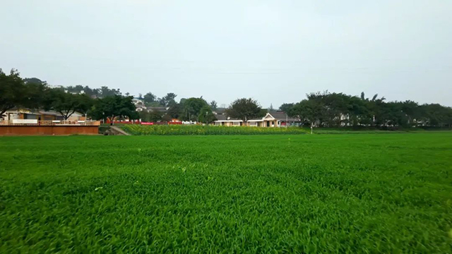 来江阳,赏花!(图23) 23.jpg