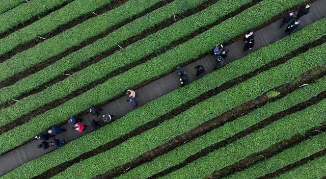让绿叶子成为金名片 ｜ 纳溪区：打造百亿茶产业