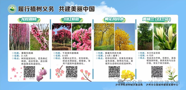 树2.jpg