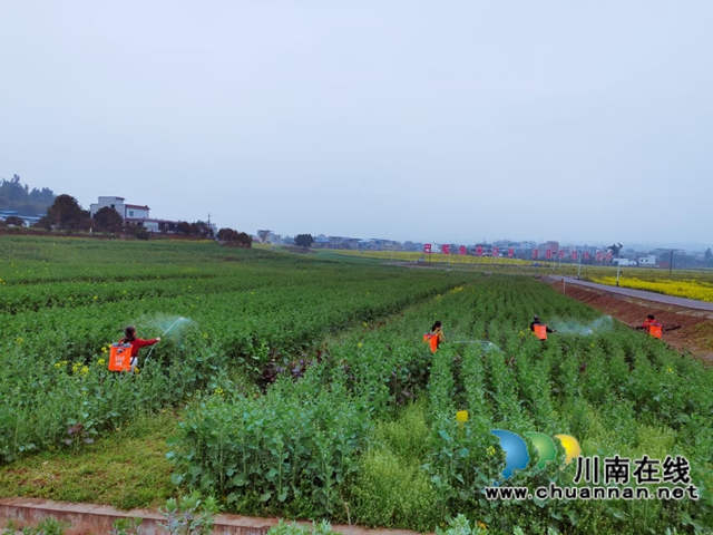 3月6日，泸县彰德劳务专合社劳务经纪人罗燕组织零散劳动力在泸州市金粮源智慧农业科技有限公司油菜种植示范基地开展病虫害防治。.jpg