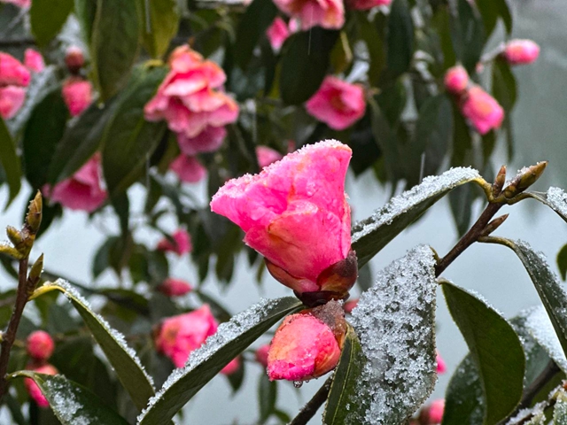 惊不惊喜?三月,宜宾突降春雪!(图3) 3.jpg