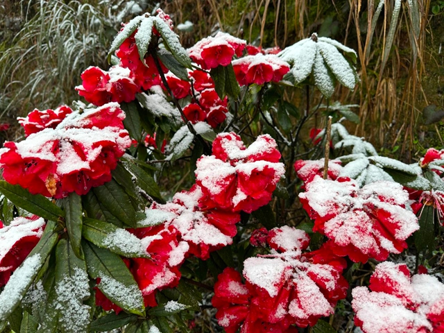 惊不惊喜?三月,宜宾突降春雪!(图4) 4.jpg