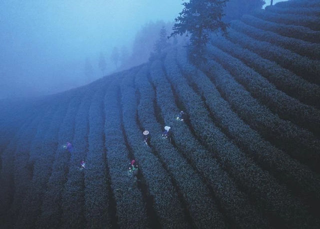 茶2.jpg