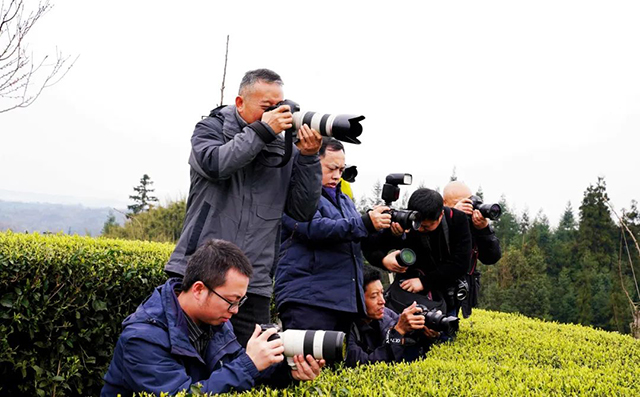 “N人看纳溪”:这群人一起走进茶山,都干了啥?(图3) 3.jpg