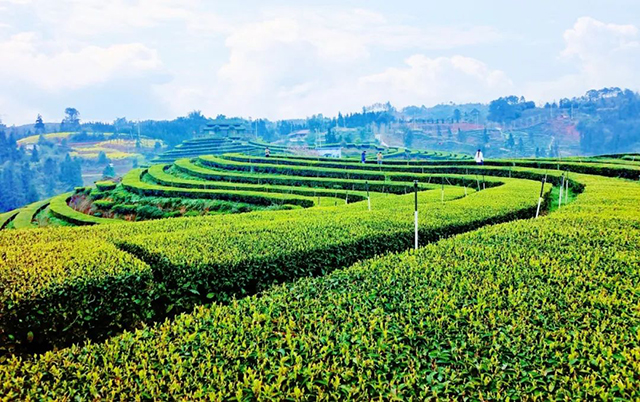 “N人看纳溪”:这群人一起走进茶山,都干了啥?(图4) 4.jpg