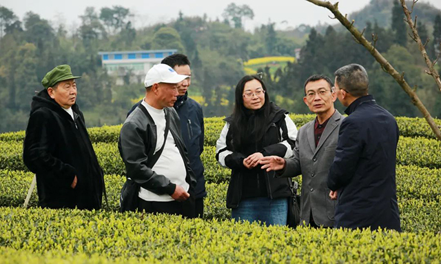 “N人看纳溪”:这群人一起走进茶山,都干了啥?(图6) 6.jpg