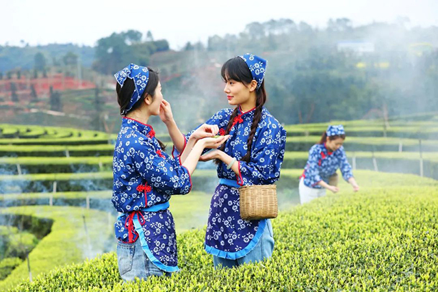 “N人看纳溪”:这群人一起走进茶山,都干了啥?(图7) 7.jpg