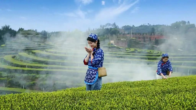 “N人看纳溪”:这群人一起走进茶山,都干了啥?(图8) 8.jpg