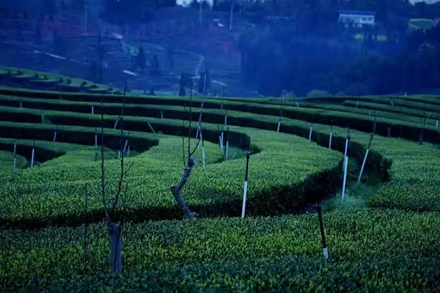 “N人看纳溪”:这群人一起走进茶山,都干了啥?(图14) 11.jpg