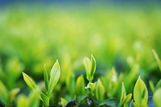 “N人看纳溪”:这群人一起走进茶山,都干了啥?(图15) 12.jpg