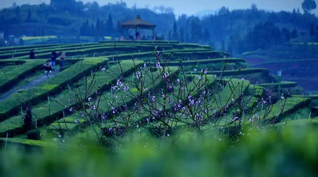 “N人看纳溪”:这群人一起走进茶山,都干了啥?(图16) 13.jpg