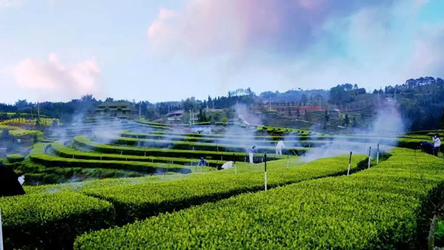 “N人看纳溪”:这群人一起走进茶山,都干了啥?(图17) 14.jpg