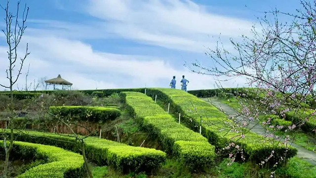 “N人看纳溪”:这群人一起走进茶山,都干了啥?(图18) 16.jpg